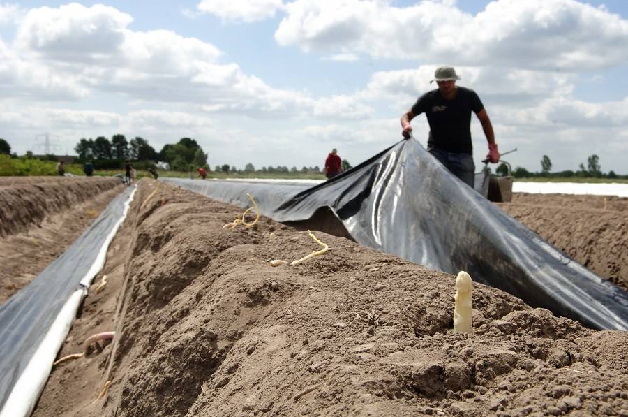 Wanneer en waarom start het aspergeseizoen? Teboza 100 Asparagus
